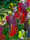 Branches and leaves of a Lambrusco grape plant in Modena, at the time of harvest, Italy