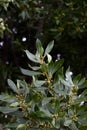 Branches with leaves on a laurel tree with flower buds. Image with copy space Royalty Free Stock Photo