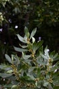 Branches with leaves on a laurel tree with flower buds. Image with copy space