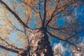 Branches and leaves, orange, spring and blue sky Royalty Free Stock Photo