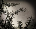Branches of leaves plant growing in garden outdoor, sky background black round vignettes frame, nature photography, horror concept