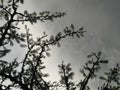 Branches of leaves plant growing in garden outdoor, sky background, nature photography, dark horror concept