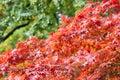 Branches with leaves in red autumn colours