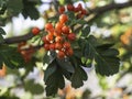 Red berries of Swedish white beam