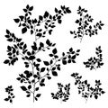 Branches leaves silhouette set Royalty Free Stock Photo