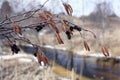 Branches without leaves spring reflections river Royalty Free Stock Photo