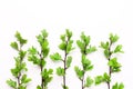 Branches with leaves of a tree, a bush, plants in a row