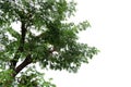 Branches and leaves of a tree isolated on background.