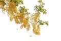 Branches and leaves with yellow flowers on a white background, clipping path, Dok Koon Royalty Free Stock Photo
