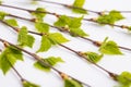 Branches With Leaves Of Young Birch On Background Close Up