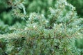 Branches of lebanon cedar with short needles in forest