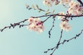 Branches with light pink flowers of Cherry blossoms Sakura on blue sky background.  Photo in retro style. Toned image. Selective Royalty Free Stock Photo