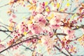 Branches with light pink flowers of Cherry blossoms Sakura.  Photo in retro style. Toned image. Selective focus Royalty Free Stock Photo
