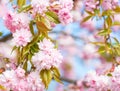 Branches with light pink Sakura flowers on natural defocused background. Shallow depth of field. Selective focus.