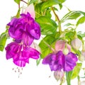 Branches lilac fuchsia flower is isolated on white background, ` Royalty Free Stock Photo