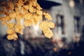 The branches of the linden in autumn yellow leaves Royalty Free Stock Photo