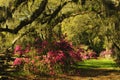 Branches of Live Oak Trees dripping with Spanish Moss and Azaleas