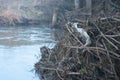 Branches and a lot of dirt under a wooden bridge. Royalty Free Stock Photo