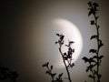 Branches of a Lunar Eclipse 2 Royalty Free Stock Photo