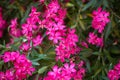 Branches of the lushly blooming Magenta oleander with five petals. Many flowers Royalty Free Stock Photo