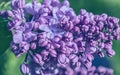 Branches of a lushly blossoming lilac