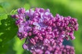 Branches of a lushly blossoming lilac