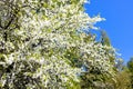 branches of lwhite blossoming cherry tree in park Royalty Free Stock Photo