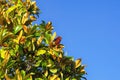 Branches of magnolia tree Magnolia grandiflora against blue sky on sunny autumn day. Copy space Royalty Free Stock Photo