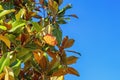 Branches of  magnolia tree  Magnolia grandiflora  with leaves and one fruit against blue sky. Copy space Royalty Free Stock Photo