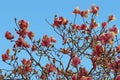 Branches of magnolia tree - Magnolia soulangeana - with pink flowers Royalty Free Stock Photo