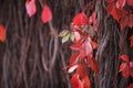 Branches of maiden grapes in autumn.Fresh grape leaves on a beautiful blurred background. Red autumn leaves of a girlish grapes