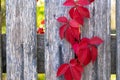 Branches of maiden grapes on the gray fence.