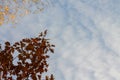 Branches with maple leaves against the blue sky. Royalty Free Stock Photo