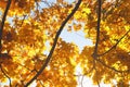 Branches of a maple tree against blue sky. Bright yellow maple leaves on the tree. Autumn background Royalty Free Stock Photo