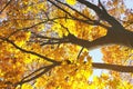 Branches of a maple tree against blue sky. Bright yellow maple leaves on the tree. Autumn background Royalty Free Stock Photo