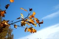 Branches of a maple tree with autumn leaves flying in the wind. Royalty Free Stock Photo