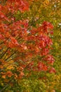 Branches of maple tree with bright red leaves on the background of green foliage in autumn Royalty Free Stock Photo