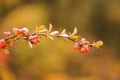 On the branches of mature fruit