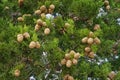 Branches of Mediterranean Cypress tree with foliage and cones, background