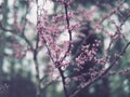 Branches with miniature purple flowers Royalty Free Stock Photo