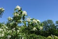 Branches of mock-orange with buds and white flowers against blue sky Royalty Free Stock Photo