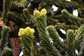 Branches of Monkey puzzle tree.