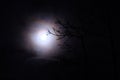 Branches in moonlight in Estonia Royalty Free Stock Photo
