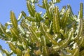 Branches of a mottled spurge, Euphorbia lactea Royalty Free Stock Photo