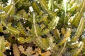 Branches of a mottled spurge, Euphorbia lactea Royalty Free Stock Photo