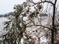 The branches of the mountain ash bent under the weight of the ice Royalty Free Stock Photo