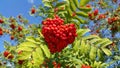 Branches of mountain ash with bright red berries Royalty Free Stock Photo