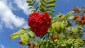 Branches of mountain ash with bright red berries Royalty Free Stock Photo