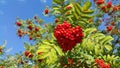 Branches of mountain ash or rowan with bright red berries Royalty Free Stock Photo