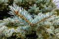 Branches and needles of the Blue Colorado Spruce Picea pungens Glauca Globosa Royalty Free Stock Photo
